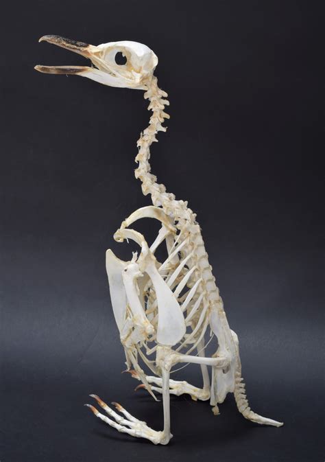 Lot 44 - Skeletons/Anatomy: A Megellanic Penguin