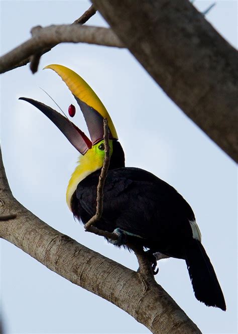 67 best Corcovado National Park images on Pinterest | Corcovado national park, National parks ...