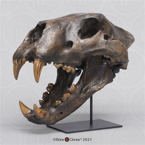 American Lion Skull Tarpit Finish - Bone Clones - Osteological ...