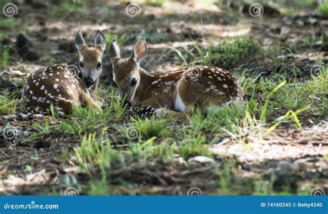 Two White Tailed Deer Fawns Laying in Green Grass. Stock Image - Image ...