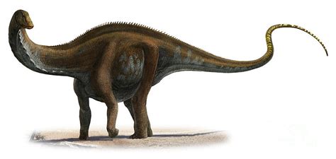 Apatosaurus | Prehistoric Wiki | Fandom