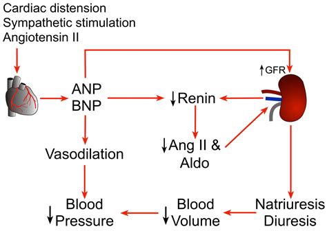 Brain natriuretic peptide & nt pro brain natriuretic peptide test and levels