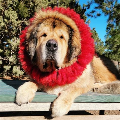 13 Best Tibetan Mastiff Breeders In The U.S.