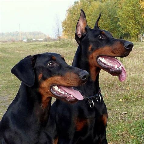 Why Dock A Doberman Pinschers Ears