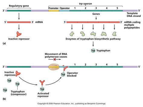 Why does transcription of the trp operon take place when tryptophan is not present? | Socratic