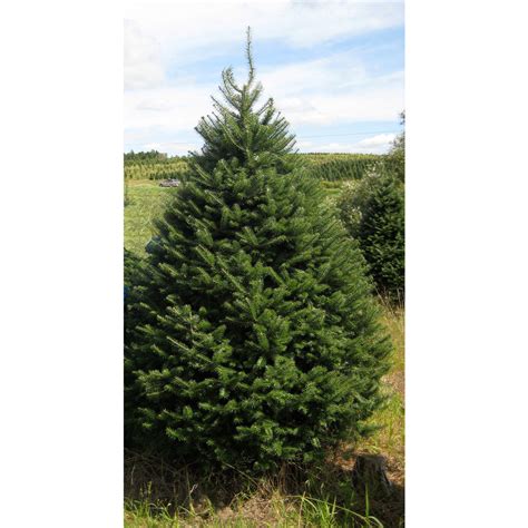 Balsam Fir Christmas Tree - Davenport Garden Centre