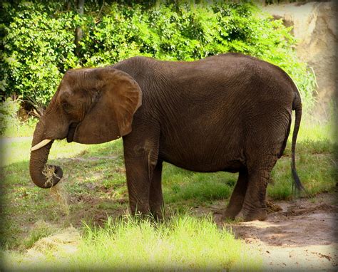 Elephant Eating Grass Photograph by Anita Hiltz | Fine Art America