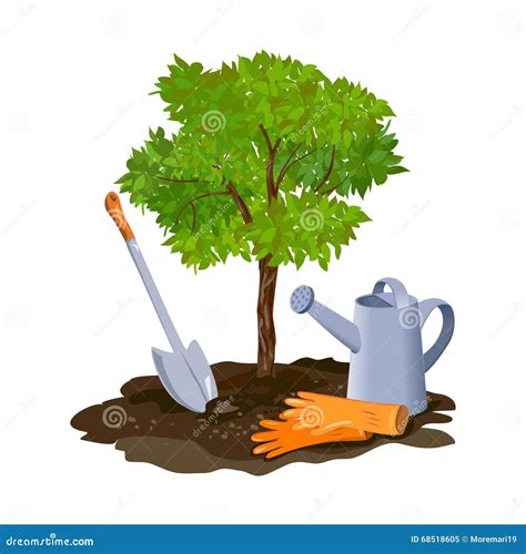 Planting a Tree in the Ground Stock Vector - Illustration of step, growing: 68518605