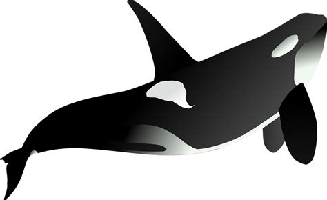 Orca Whale Animal · Free vector graphic on Pixabay