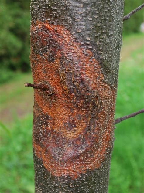 Chestnut Blight | Tree Diseases | Norfolk-Trees.co.uk