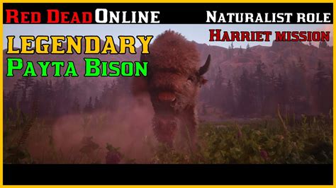 Red Dead Online LEGENDARY Animal Payta Bison | Naturalist Role Harriet ...