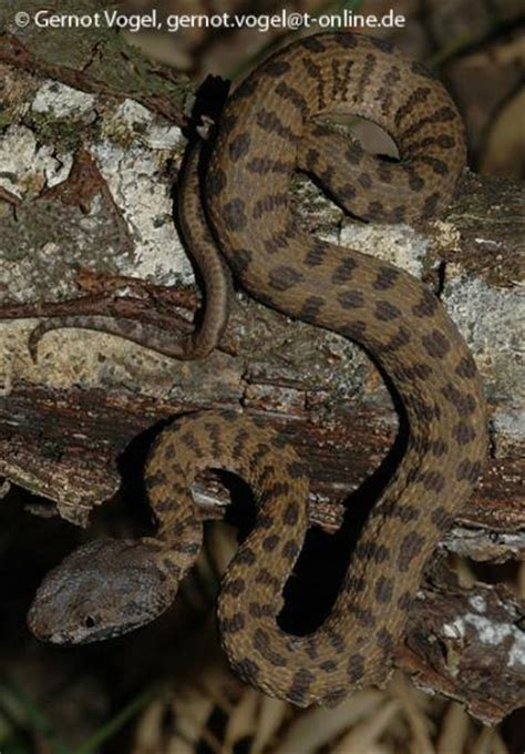 Trimeresurus fasciatus | The Reptile Database