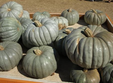 The season of Pumpkin Spice and pumpkin pickin’ – Garden Bite