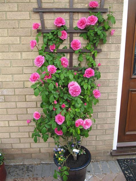 Gorgeous 27 Ways How To Grow Climbing Roses https://gardenmagz.com/27-ways-how-to-grow-climbing ...