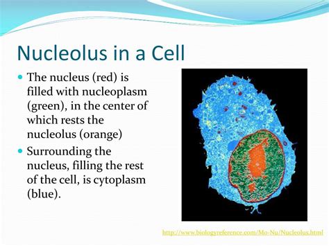 PPT - The Nucleolus PowerPoint Presentation, free download - ID:1844644