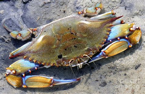 Adult Male Blue Crab Photograph by Millard H. Sharp