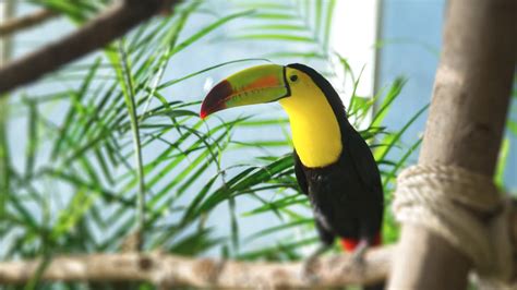 Beautiful Baby Toucan - Facts and Pictures - Birds Fact