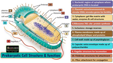 Prokaryotic cell structure and function | Procariota, Células ...