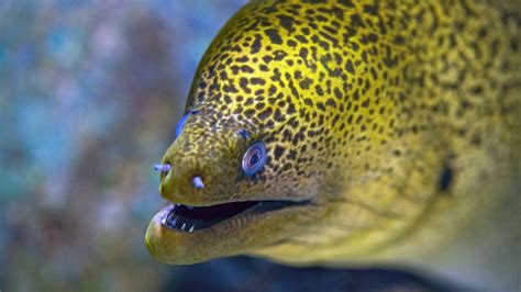 Physical Traits Of Moray Eel