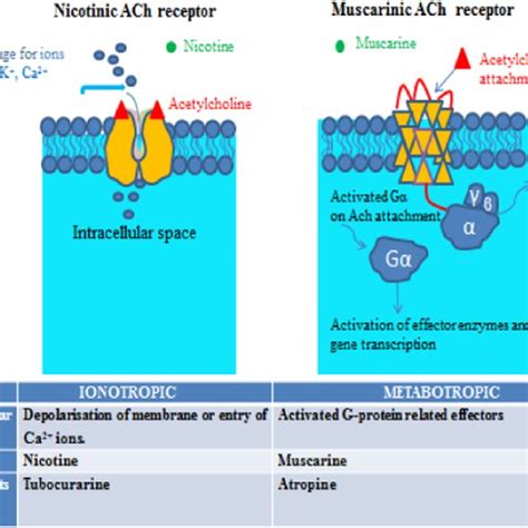 Mechanism of action of general Organophosphates on AChE enzyme ...