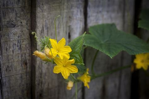 Lemon Cucumber Flowers Plant - Free photo on Pixabay