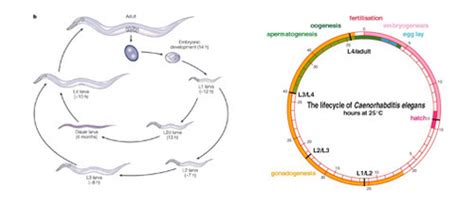 Embryology & Developmental Biology - Caenorhabditis elegans as a Model Organism