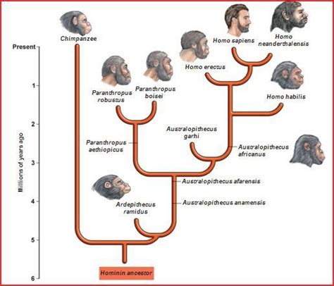 timeline of human evolution - Google Search | Human evolution, Human evolution tree ...
