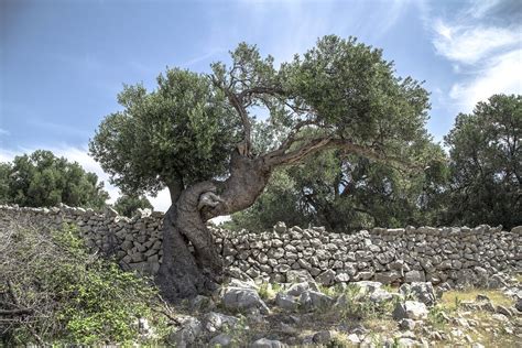 Olive Tree Pag · Free photo on Pixabay