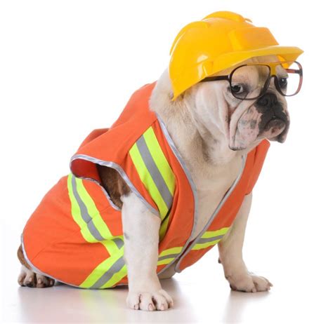 12 Adorable Pictures of Dogs Dressed for Work | Reader's Digest