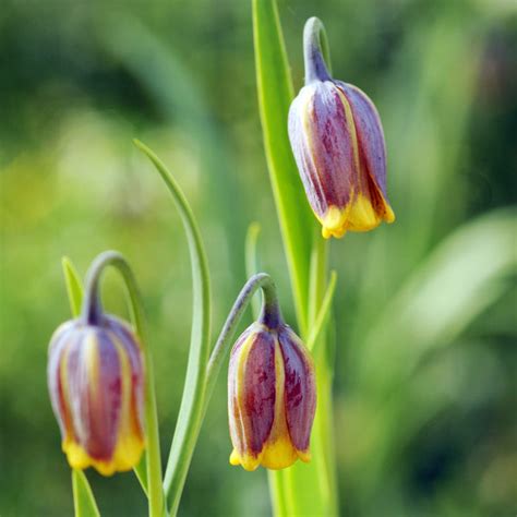 Fritillaria Planting Guide – Easy To Grow Bulbs