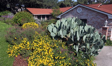 Texas bills aim to douse HOAs' limits on xeriscaping