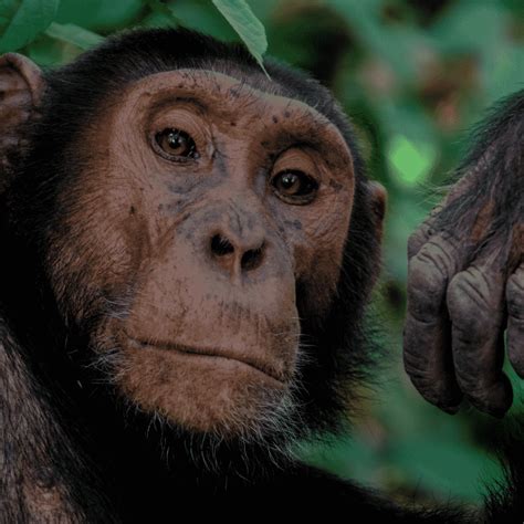 Chimpanzee | Primates | Wild Safari Guide