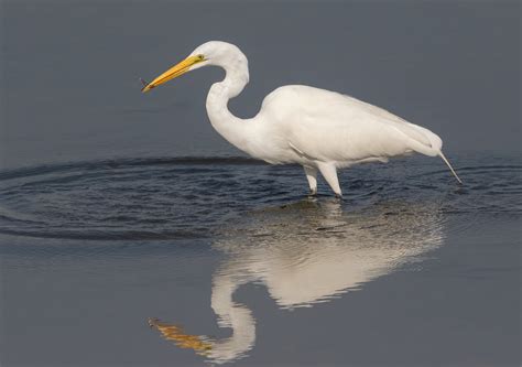 Great Egret | San Diego Bird Spot