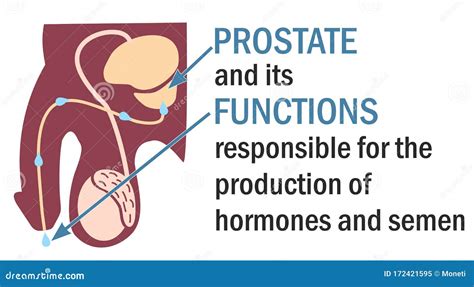 The Prostate And Its Functions. Infographics. Anatomy Of The Prostate ...