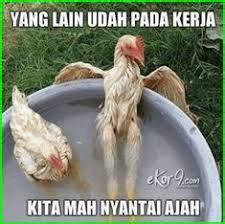 10 Meme lucu ayam ini bikin ketawa kesel