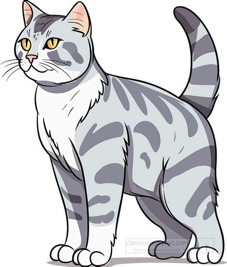 Cat Clipart-gray white european shorthair cat