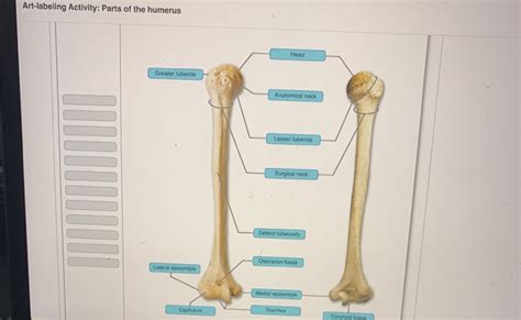 Drag The Labels Onto The Diagram To Identify The Bone Markings On The Femur