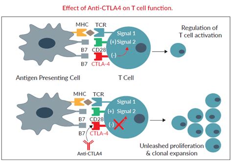 Anti-mCTLA4 Monoclonal Antibody | Murine Recombinant 9D9