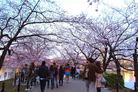 Glistening Sheen: JVlog #12: Ueno Park, Tokyo - Sakura/Cherry Blossom ...