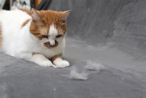 Why Do Cats Shed So Much? | 6 Reasons For Extra Shedding