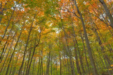 Fall Forest Foliage by somadjinn on DeviantArt