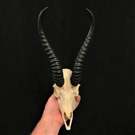 Beautiful Springbok skull, male, real bone, available at Natur