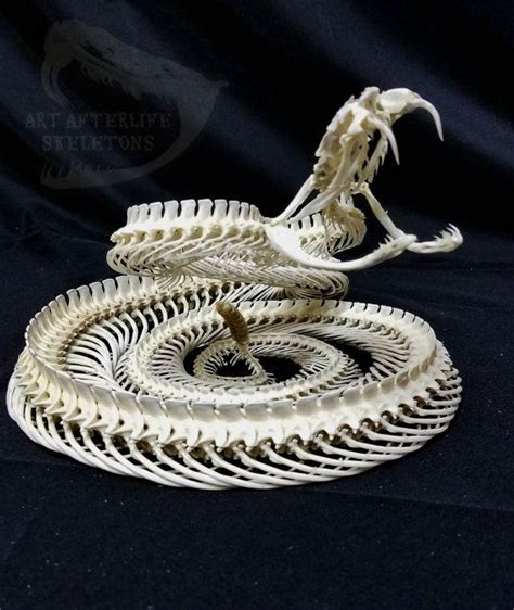 Huge Western Diamondback Rattlesnake Skeleton Skull Nature Snake Real ...