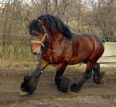 Belgian draft horse museum vollezele – Artofit