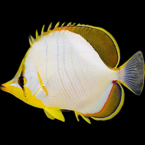 Yellowhead Butterflyfish - available online at Aquarium Fish Depot