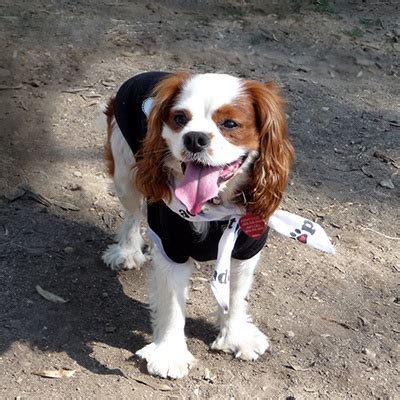 Cavalier Rescue USA - Burt in Ventura, CA | Cavalier rescue, Cavalier king charles spaniel, King ...