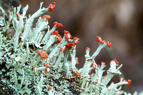 Lichen | Definition, Symbiotic Relationship, Mutualism, Types, & Facts | Lichen, Lichen moss ...