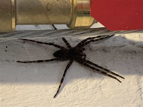 Dolomedes tenebrosus (Dark Fishing Spider) in ALEXANDRIA , Virginia ...