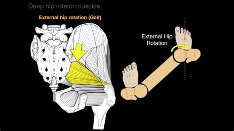 Deep hip rotator muscles - YouTube