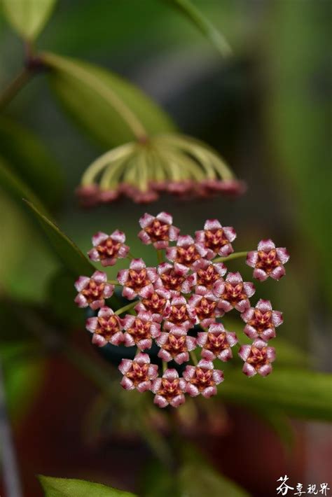 Hoya gracilis (Hoya memoria)